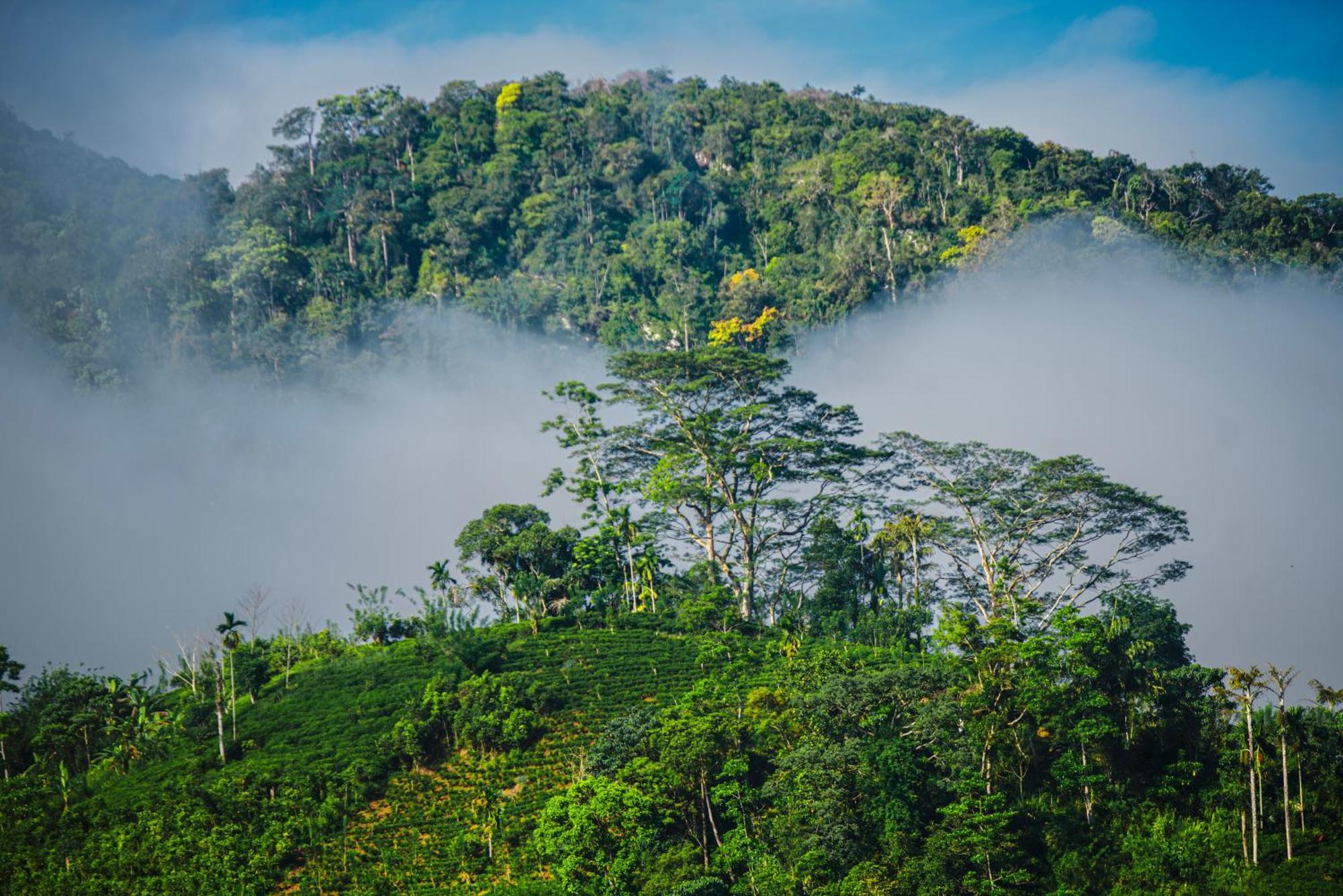 Sinharaja Riverside Deniyaya Buitenkant foto